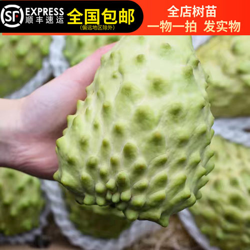泰国大目释迦树苗带土带叶纯甜