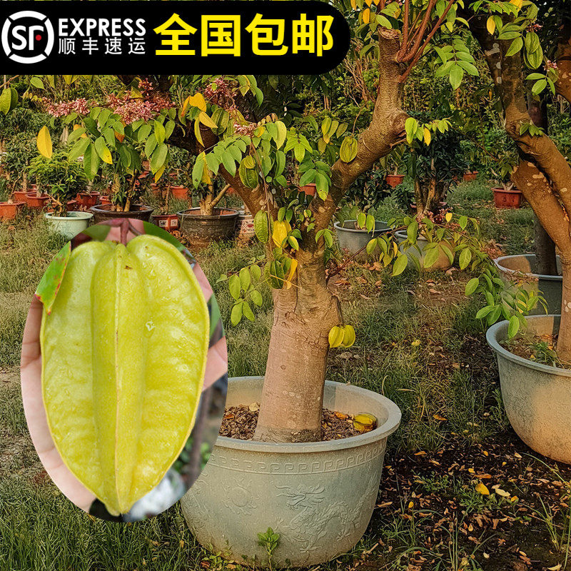 杨桃树苗新加坡甜杨桃水果树四季结果盆栽栽带土带叶东莞15年老店