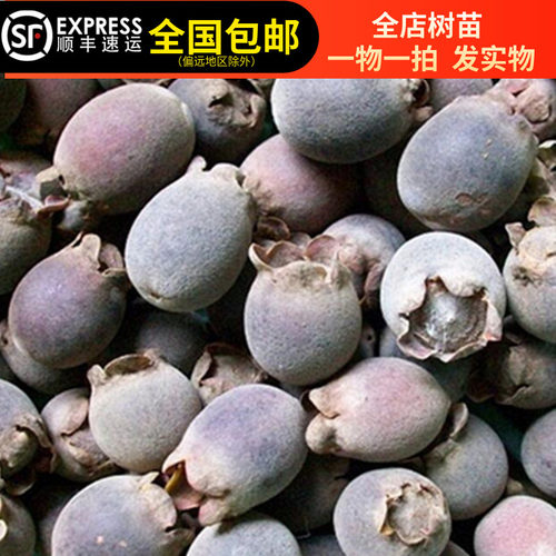 稔子树苗山捻子树苗桃金娘科菲油果树嫁接苗庭院盆栽15年淘宝老店