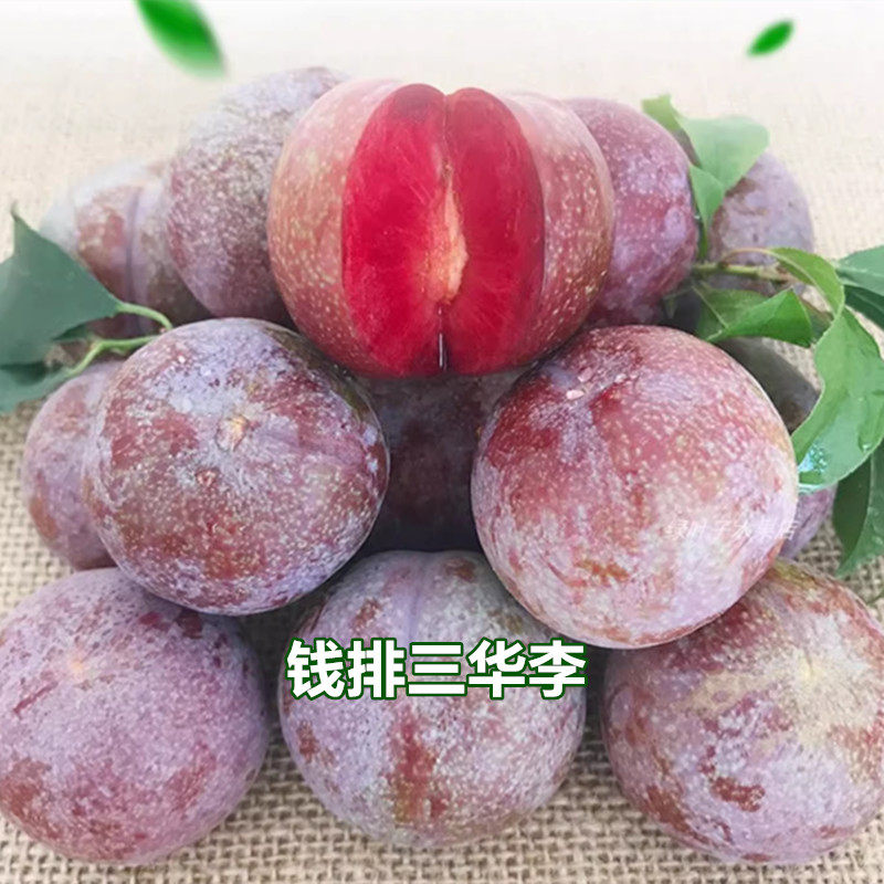 三华李苗信宜钱排银妃三华李红心李子南华李早熟果树苗春季结果