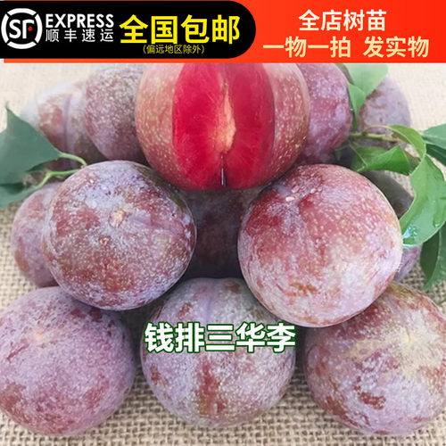 三华李苗信宜钱排银妃三华李子红心李南华李早熟李果树苗15年老店