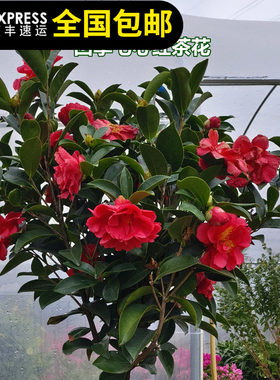 七心红山茶花四季观赏美化