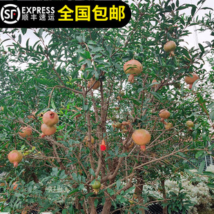 石榴树苗云南甜石榴苗当年四季 结果清甜多汁东莞15年老店