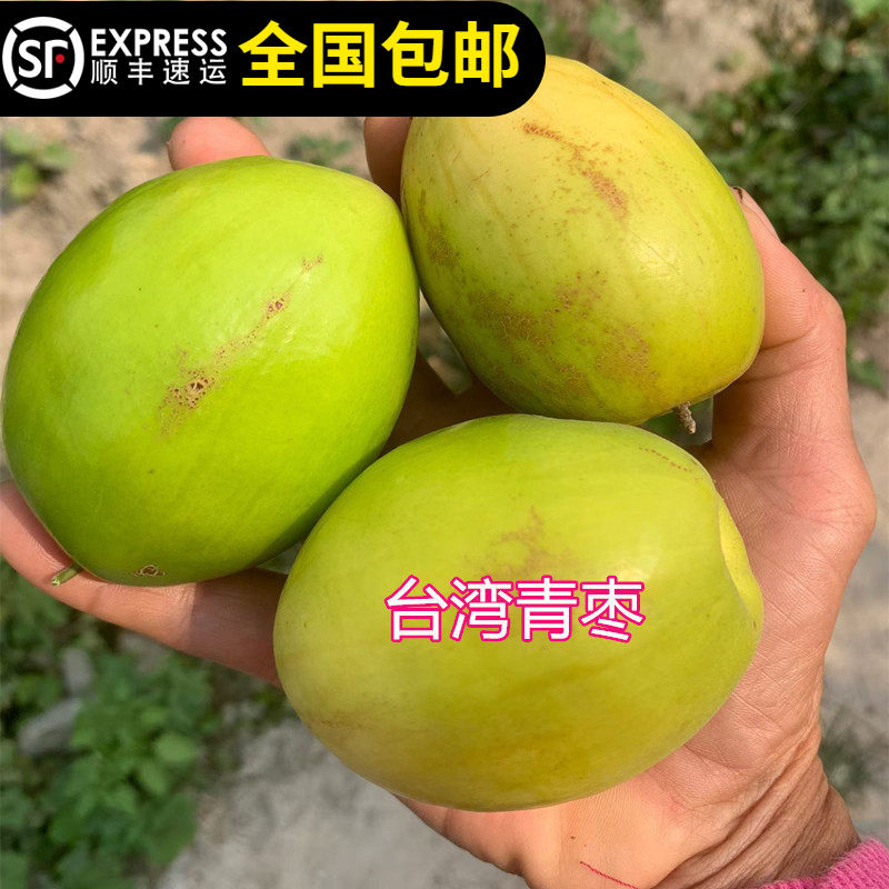 青枣树苗台湾大果枣树苗果子脆甜果带土带叶带果不修剪东莞发货