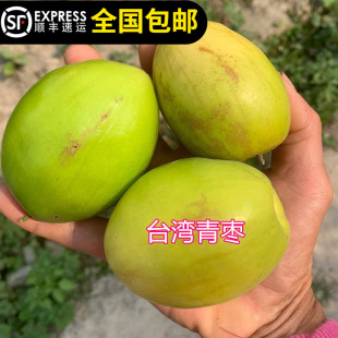 青枣树苗台湾大果枣树苗果子脆甜果带土带叶带果不修剪东莞发货