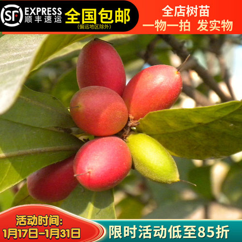 神秘果树苗四季种植盆栽地栽果树苗带土带叶淘宝15年老店