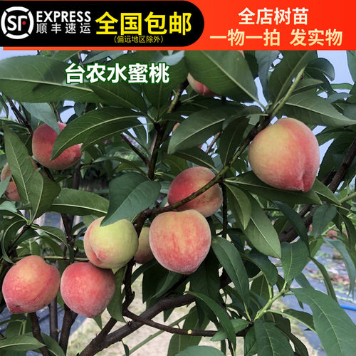 台农水蜜桃树苗桃果树苗结果苗南北方种植带土带叶15年淘宝老店