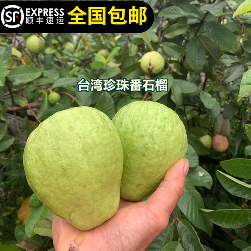 番石榴树苗白心当年结果带土叶