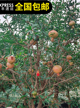 石榴树苗云南甜石榴苗当年四季结果清甜多汁东莞15年老店