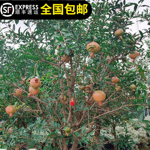 云南蒙自甜石榴四季结果带土带叶