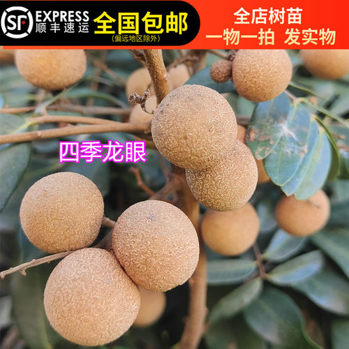 龙眼树苗桂圆水果树苗四季龙眼嫁接苗四季结果15年淘宝老店