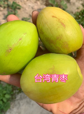 青枣树苗台湾大果枣树苗果子脆甜果带土带叶带果不修剪东莞发货