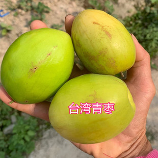 青枣树苗台湾大果枣树苗果子脆甜果带土带叶带果不修剪东莞发货