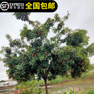 人参果苗人心果树苗越南软枝大果甜度高四季开结果15年淘宝老店