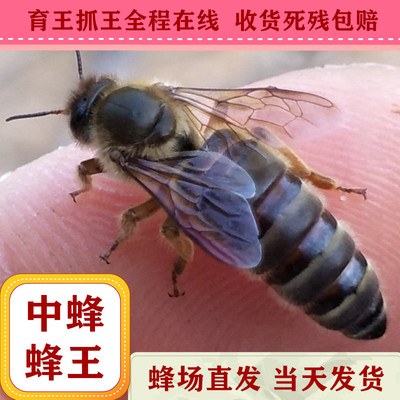 优质红环天柱广东本地中蜂蜂王