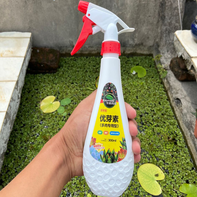 多肉侧芽素材模板 多肉侧芽图片下载 小麦优选