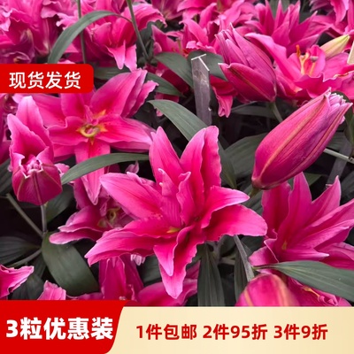 百合花阳台多年生春天