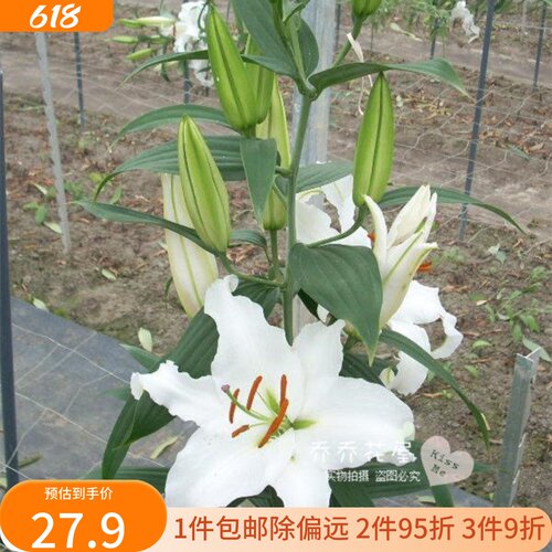 乔乔花屋 荷兰进口香水百合花种球O系列经典款西伯利亚 3粒装现货