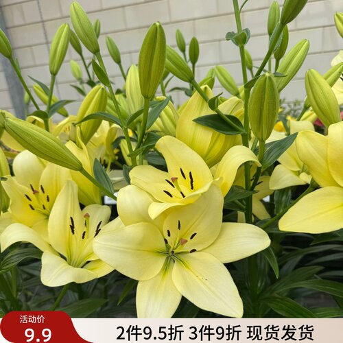乔乔花屋 百合花种球LA/LO系列无香单瓣重瓣多个品种 3粒装现货