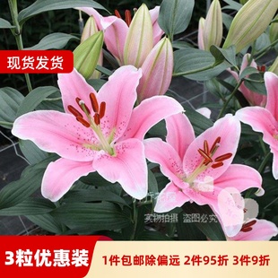 现货 3粒装 乔乔花屋 荷兰进口香水百合花种球O系列索邦粉色