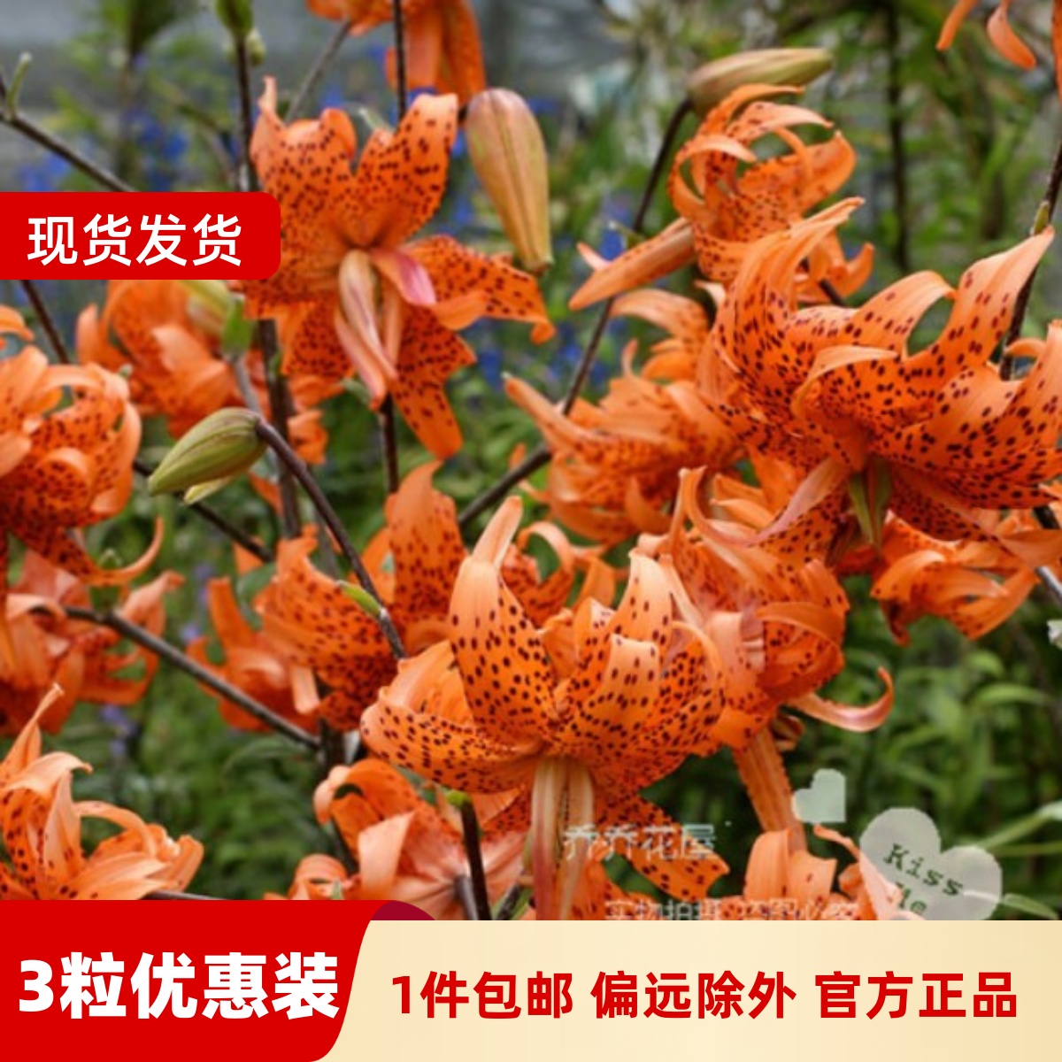 乔乔花屋 荷兰进口百合花种球LA重瓣系列无香多个品种 3粒装现货