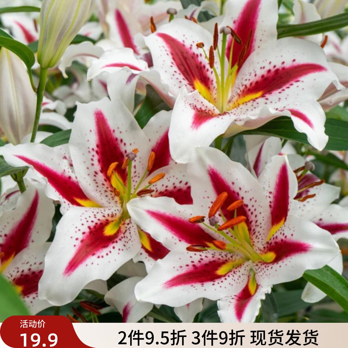 乔乔花屋荷兰进口百合花种球东方系列香水单瓣多个品种3粒装现货