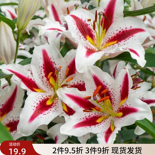 乔乔花屋荷兰进口百合花种球东方系列香水单瓣多个品种3粒装现货