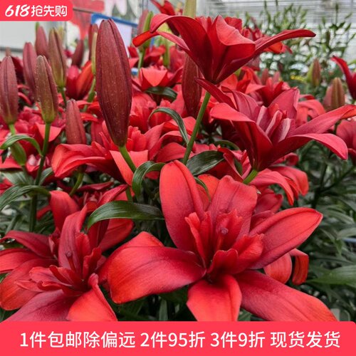 乔乔花屋 百合花种球LA/LO系列无香单瓣重瓣多个品种 3粒装现货