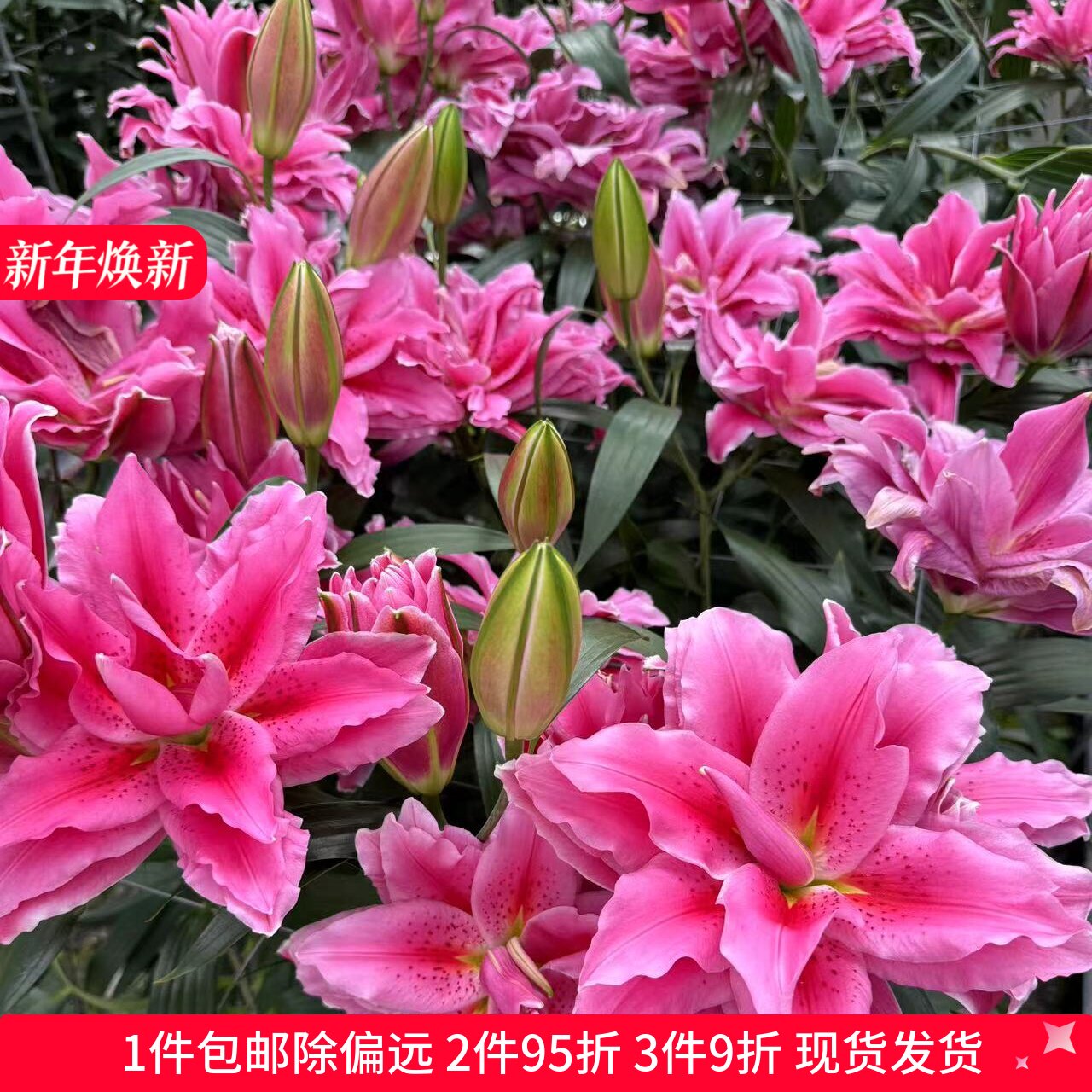 乔乔花屋 荷兰进口香水百合花种球伊迪莎淡粉色重瓣 3粒装现货