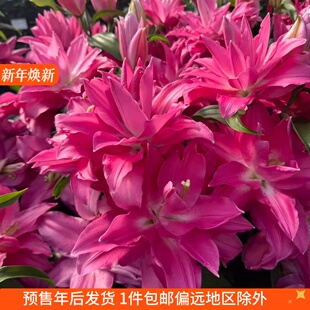 乔乔花屋 百合花种球东方重瓣香水多个品种系列 1粒装现货