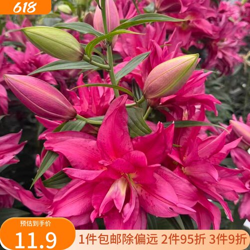 百合花阳台多年生春天