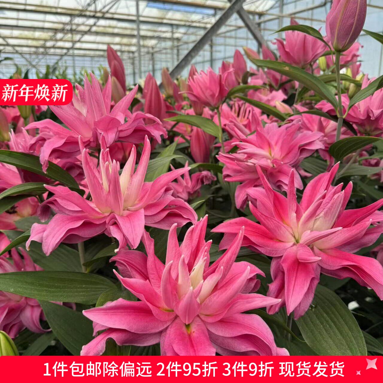 乔乔花屋 荷兰进口香水百合花种球红丝带粉色重瓣无花粉3粒装现货