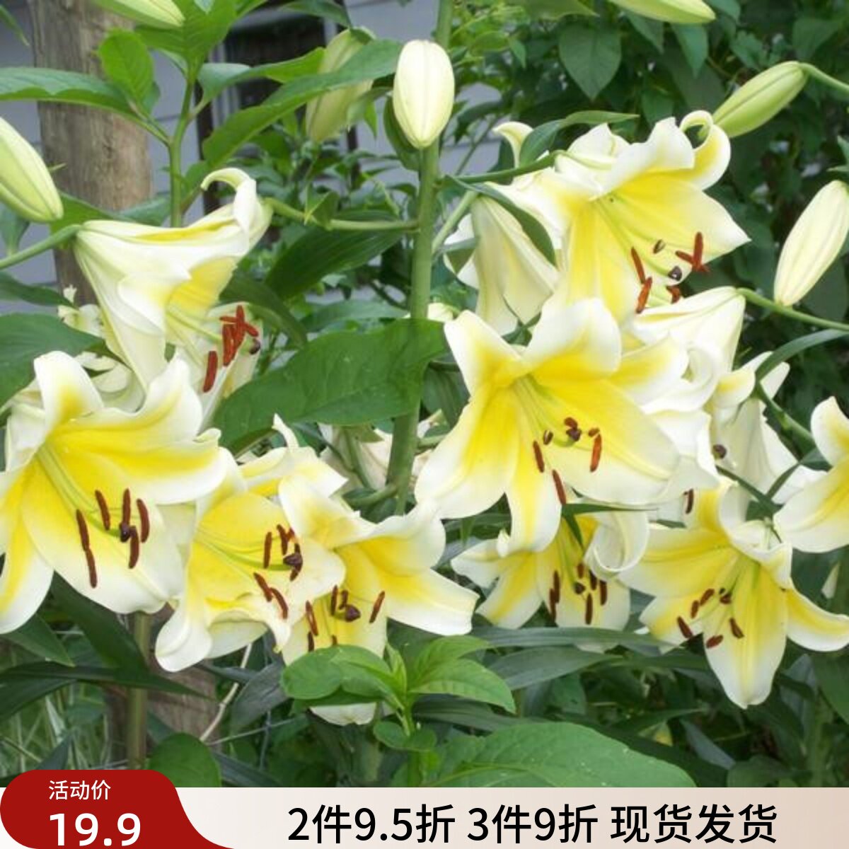 乔乔花屋 荷兰进口香水百合花种球OT系列耐热木门黄色 3粒装现货