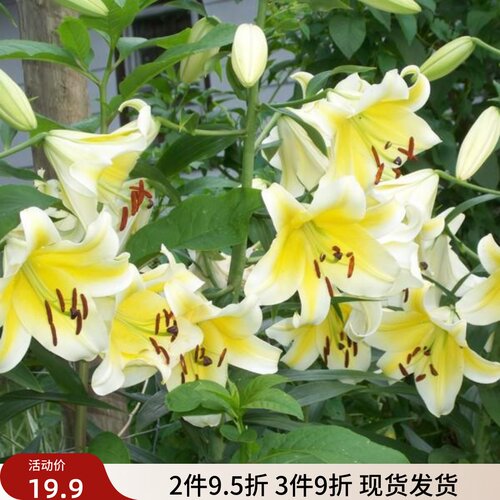 乔乔花屋 荷兰进口香水百合花种球OT系列耐热木门黄色 3粒装现货