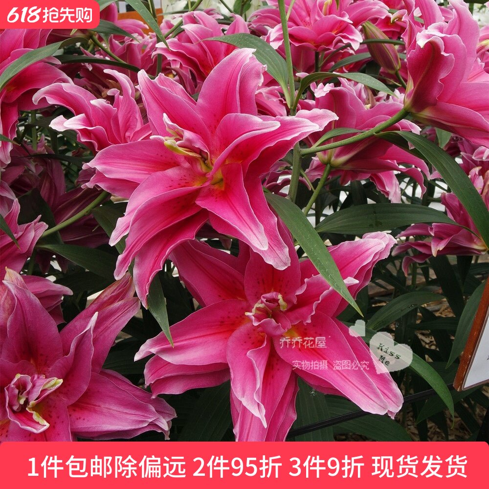 乔乔花屋 荷兰进口香水百合花种球艾琳娜玫红重瓣无花粉3粒装现货