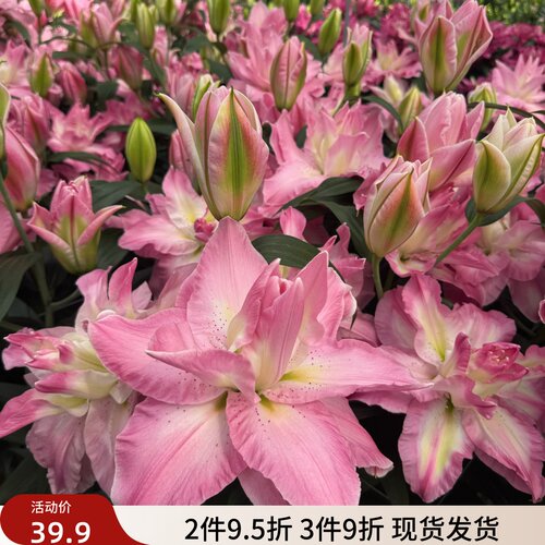 百合花阳台多年生春天