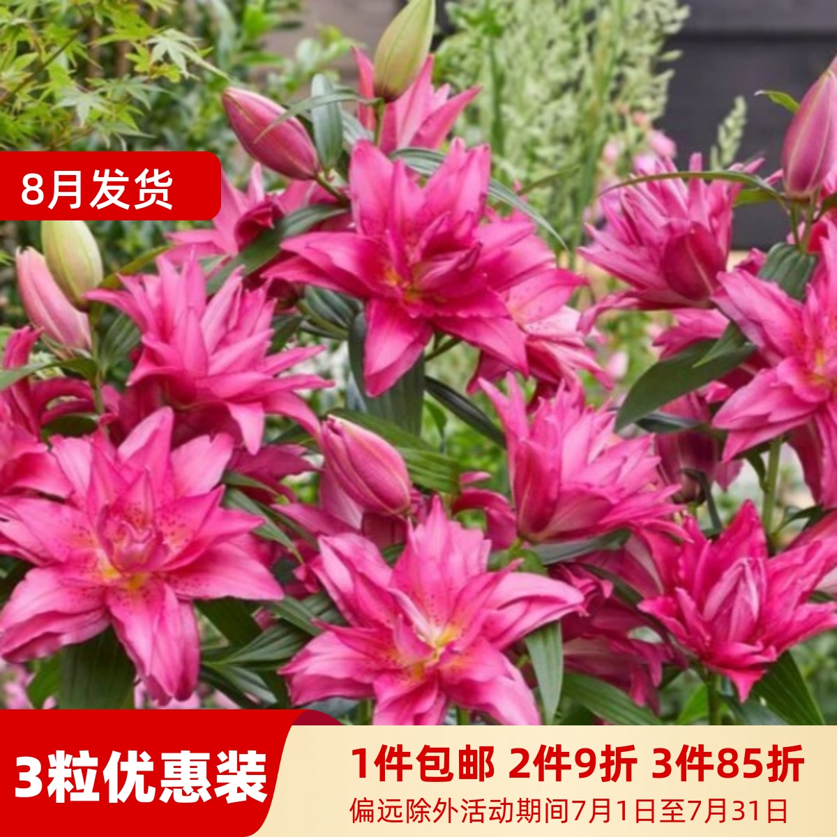 百合花阳台多年生春天