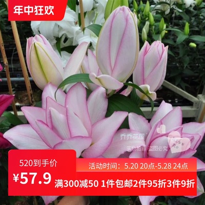 乔乔花屋 24年春季荷兰进口香水百合花种球20/22奥斯卡 3粒装现货