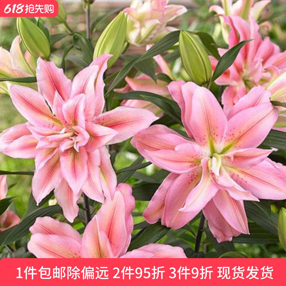 乔乔花屋 荷兰进口百合花种球香水重瓣系列新款 3粒装现货