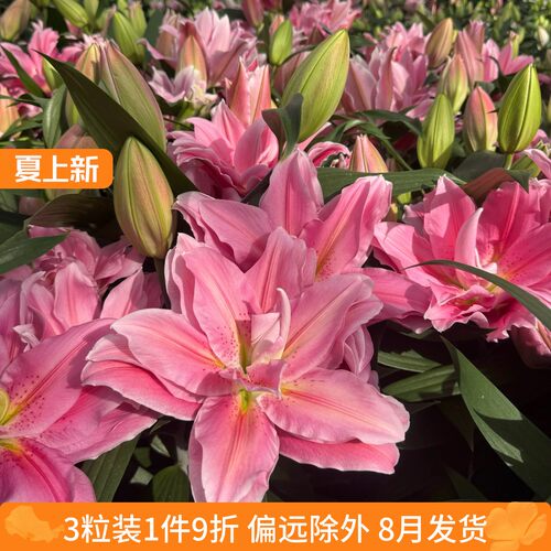 乔乔花屋荷兰进口百合花种球香水粉色重瓣系列多个品种3粒装8月发