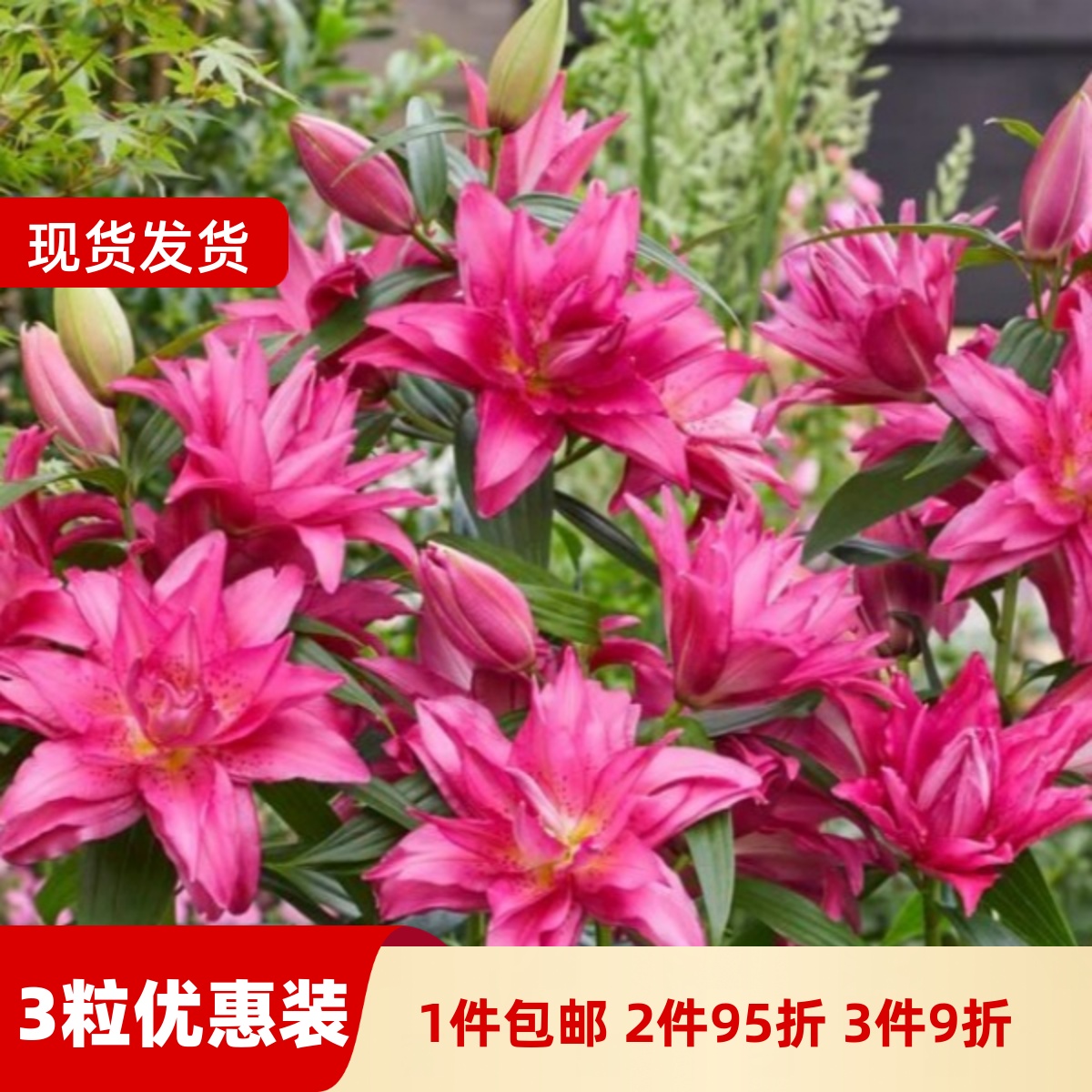 乔乔花屋 百合花种球重瓣香水多个品种系列经典款新款 3粒装现货