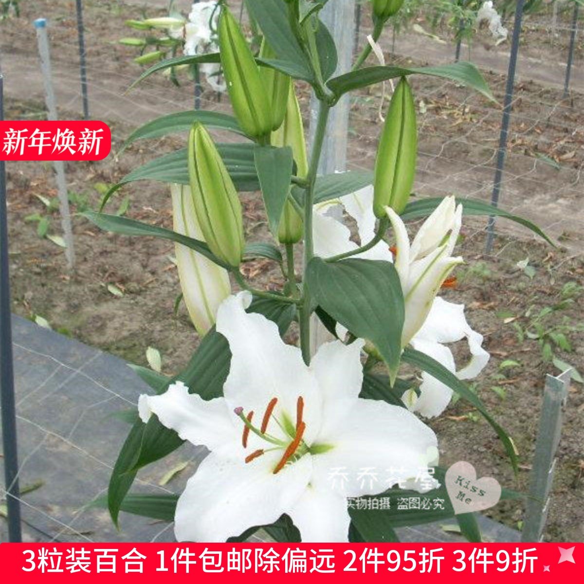 乔乔花屋 荷兰进口香水百合花种球O系列经典款西伯利亚 3粒装现货,鲜花速递/花卉仿真/绿植园艺,时令草本花卉,淘宝优惠券,粉丝福利购,淘宝优惠卷