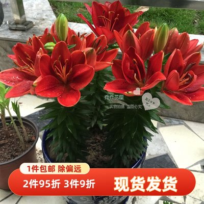 乔乔花屋 荷兰进口百合花种球矮化盆栽香水无香多个品种 3粒现货