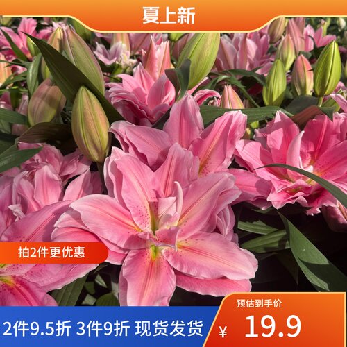 乔乔花屋荷兰进口百合花种球香水粉色重瓣系列多个品种3粒装现货