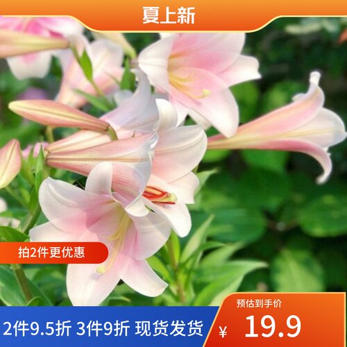 乔乔花屋 荷兰进口百合花种球LO/铁炮系列卡利淡粉色 3粒装现货
