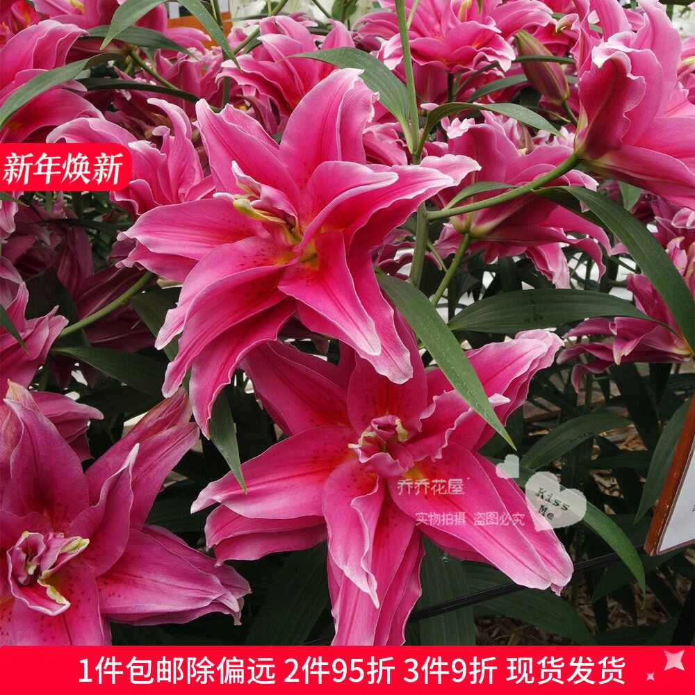 乔乔花屋 荷兰进口香水百合花种球艾琳娜玫红重瓣无花粉3粒装现货