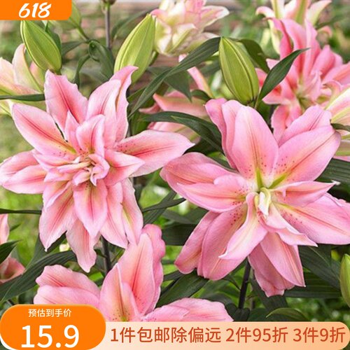 乔乔花屋 荷兰进口百合花种球香水重瓣系列新款 3粒装现货