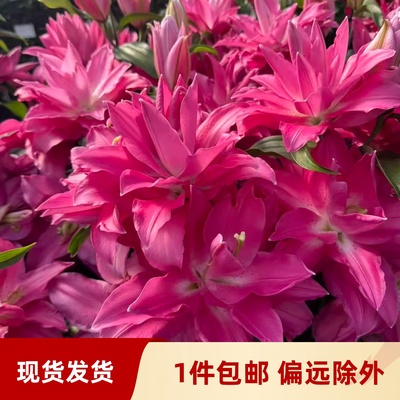 乔乔花屋 百合花种球东方重瓣香水多个品种系列 1粒装现货