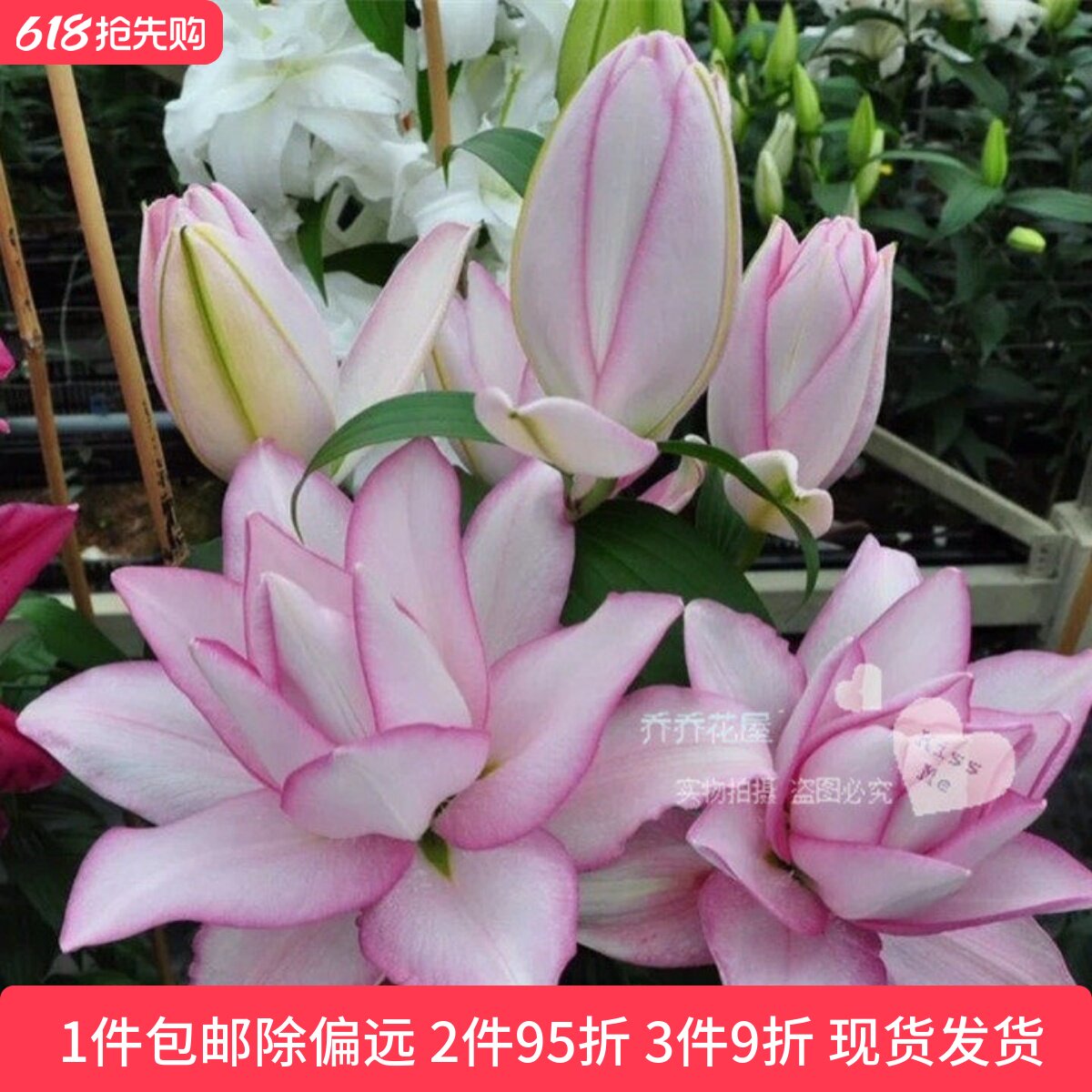 乔乔花屋 荷兰进口香水百合种球奥斯卡重瓣白色粉边 3粒装现货