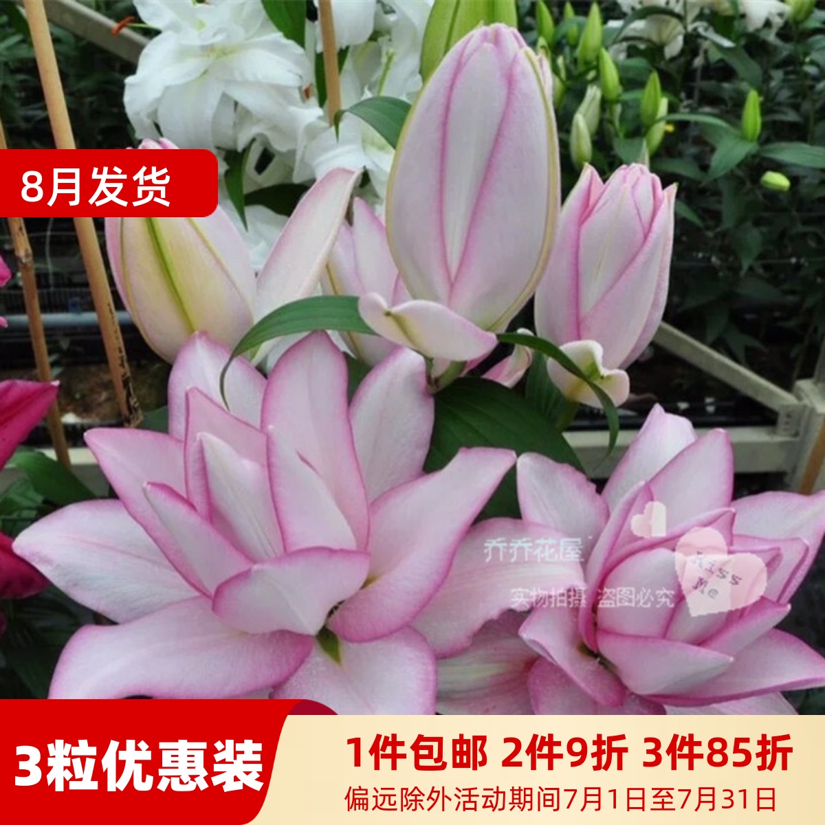 乔乔花屋 荷兰进口香水百合种球奥斯卡重瓣白色粉边 3粒装现货